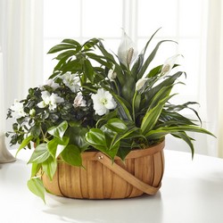The Serene Dishgarden from Visser's Florist and Greenhouses in Anaheim, CA
